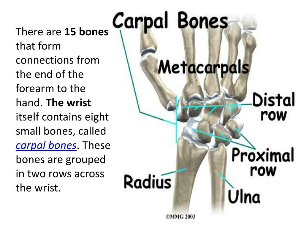 Стенд the hand. Bones in the forearm and Wrist.. The Bone Framework of the forearm are. Carpal Bones. Bones звонок