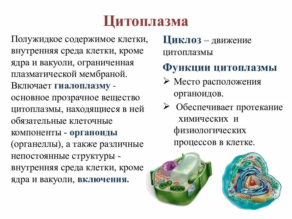 Функции внутренних клеток. Содержимое клетки. цитоплазма полужидкое содержимое клетки. функции цитоплазмы в клетке. основные компоненты цитоплазмы.