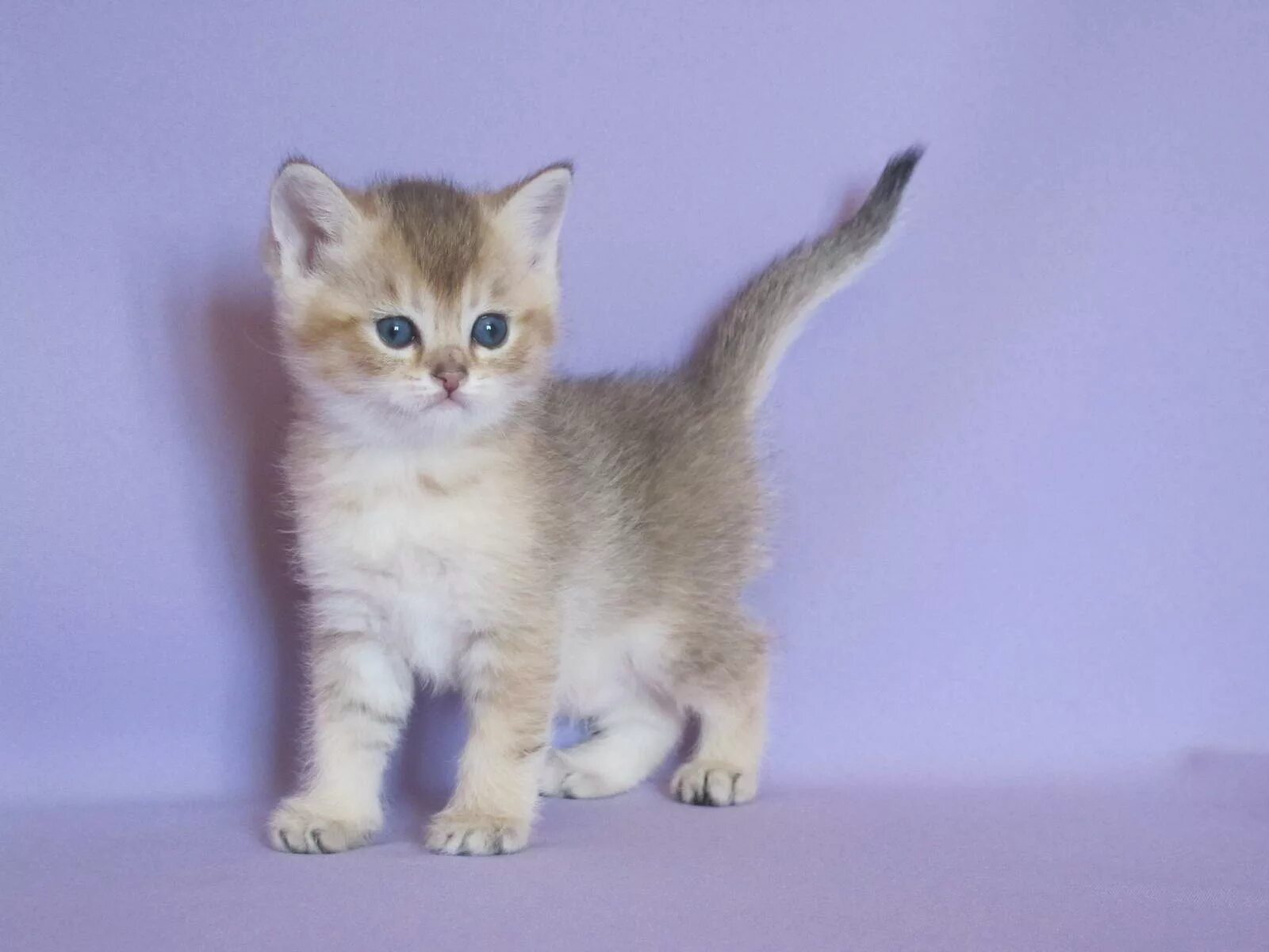 Как выглядит котенок в 3. Котенок 3 месяца. кошки маленькие породы британские. котёнок 3 месяца фото. кошки маленькие породистые британские.