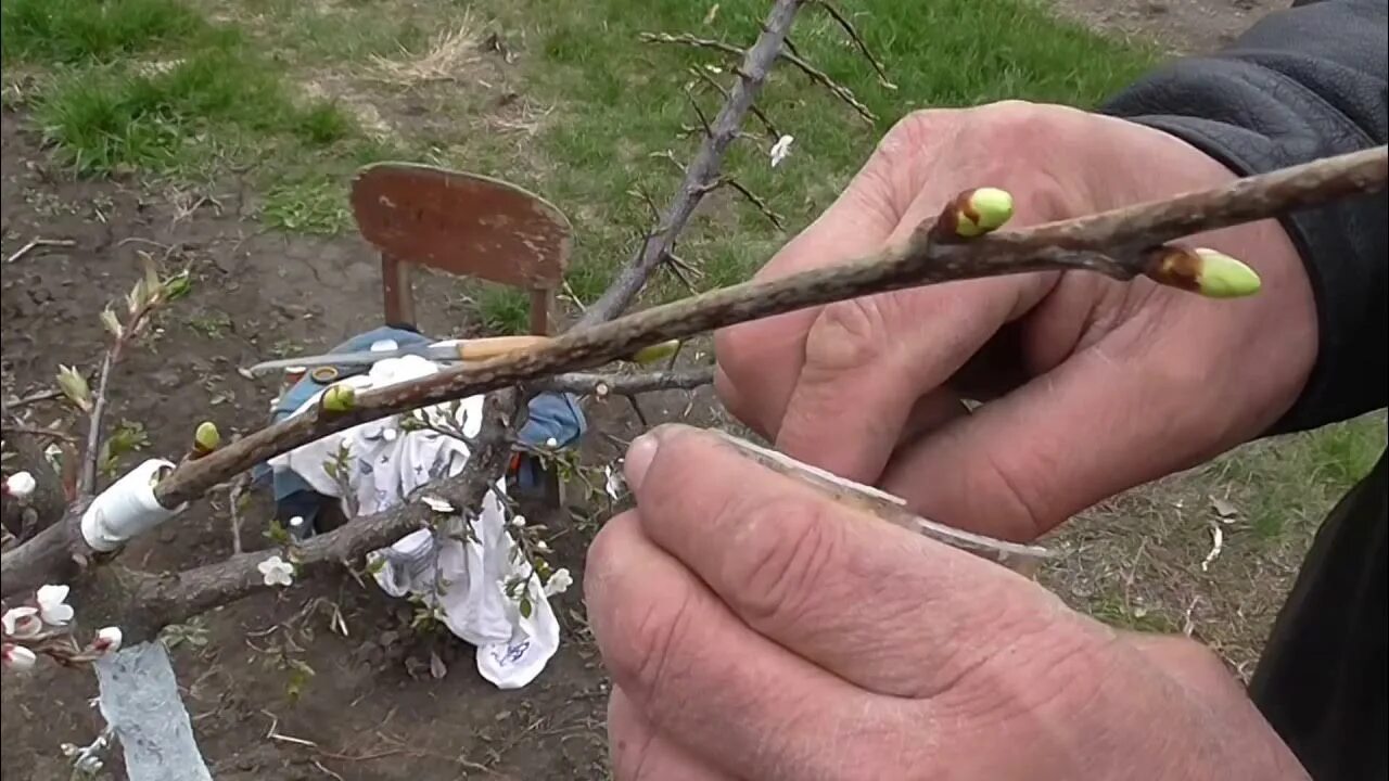 Как привить черешню на вишню