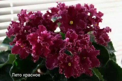 Красная фиалка фото