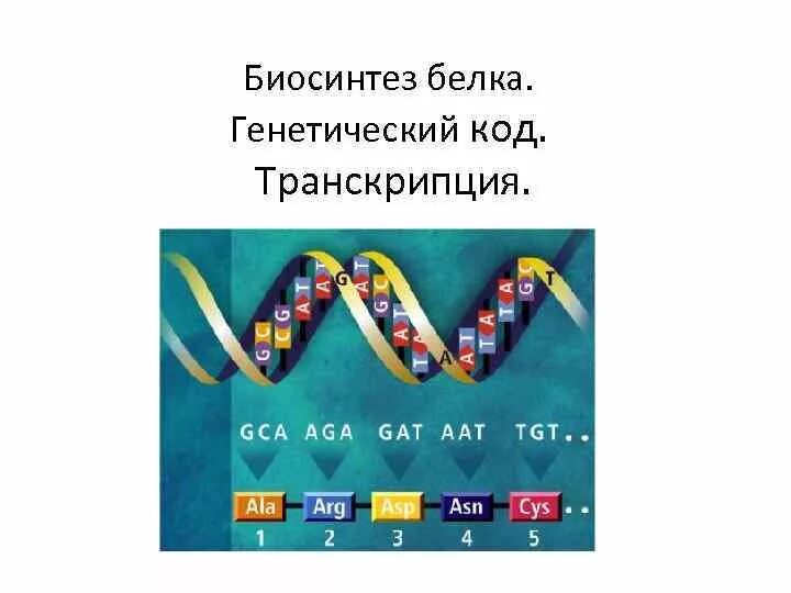 Транскрипция генетический код 10 класс. Транскрипция генетический код.
