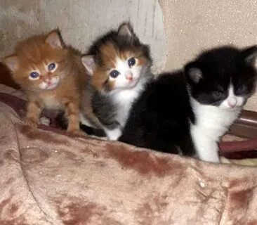Подольск бесплатные котята
