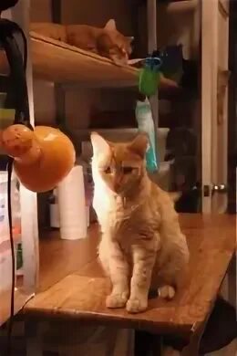 Котокафе котиссимо новая басманная