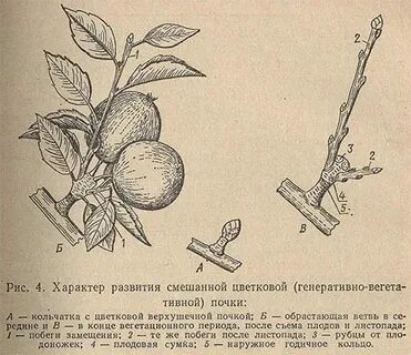 Характеристика плодовых