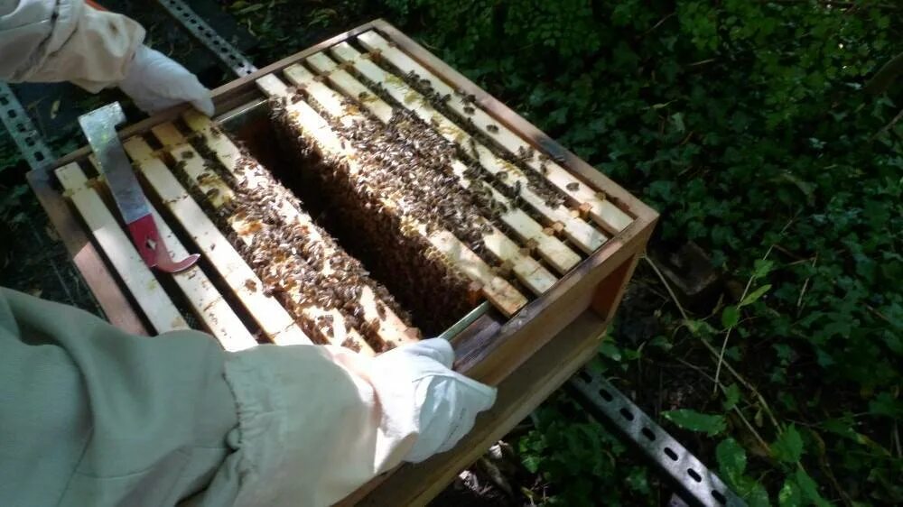 Пчелы приготовление канди. Подкормка пчел. Пчеловодстве для подкормки пчёл. Подкормка пчел сахарным сиропом. Весенняя подкормка пчел.