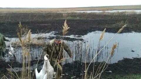 Лебедей стреляют