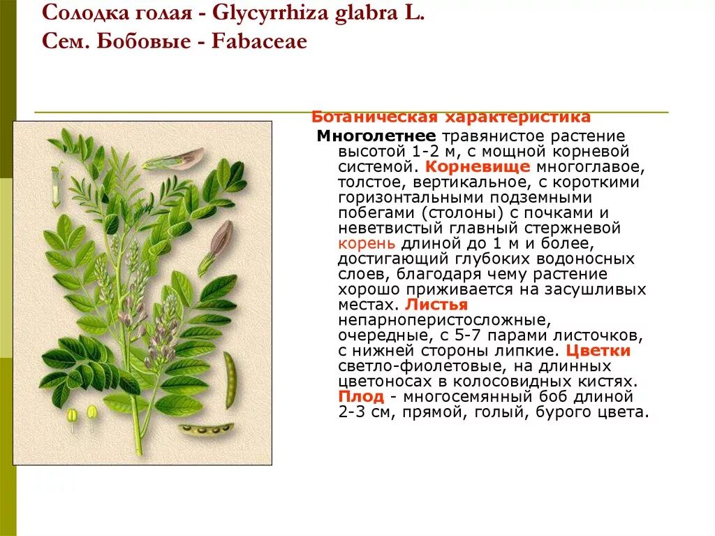 Лакрица Солодка растение. Солодка лекарственное растение.