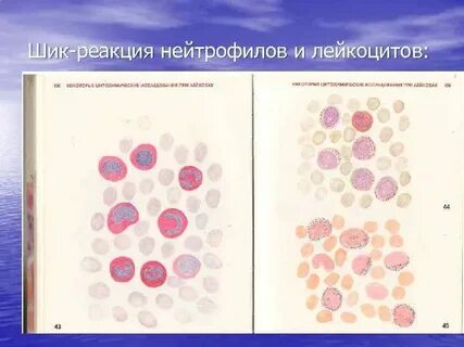 Шик реакция