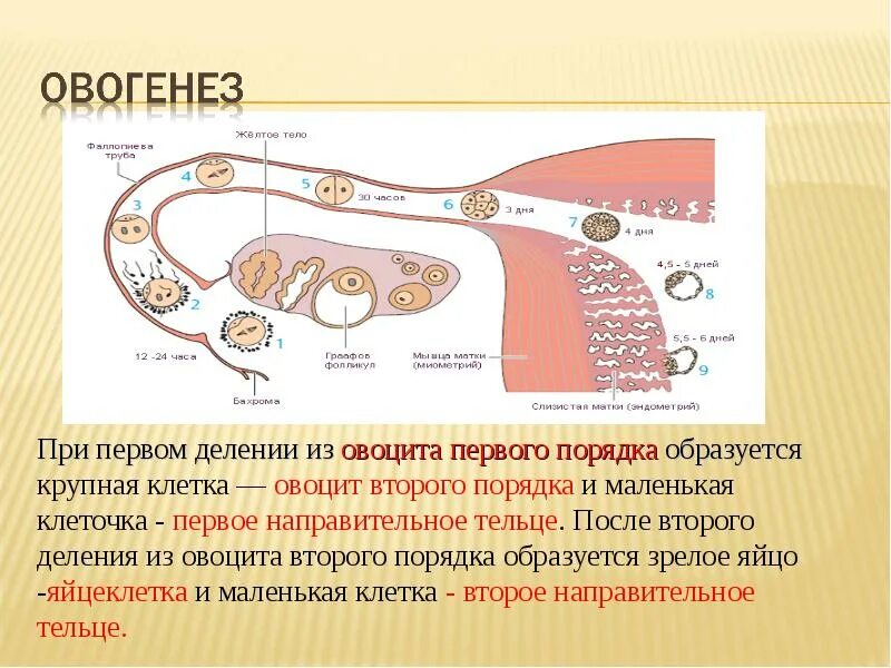 Оогенез. Овоцит 1 порядка. Овогенез овоцит 1 порядка. Овоцит 2 порядка. Второе направительное тельце