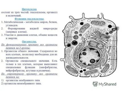 4 цитоплазма
