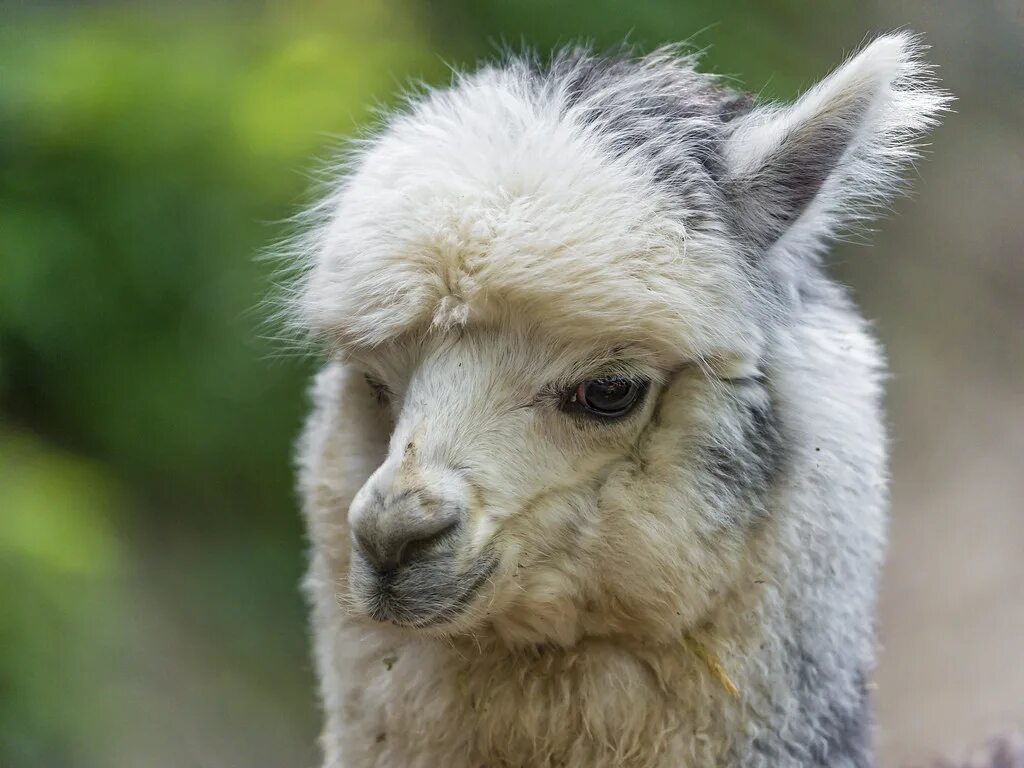 Llama2