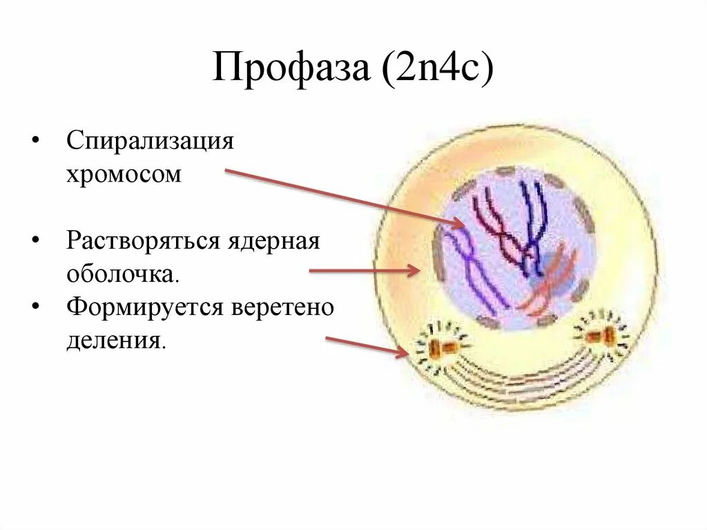 Д спирализация. Профаза 1. Профаза митоза. Профаза 2. Профаза 1 строение.