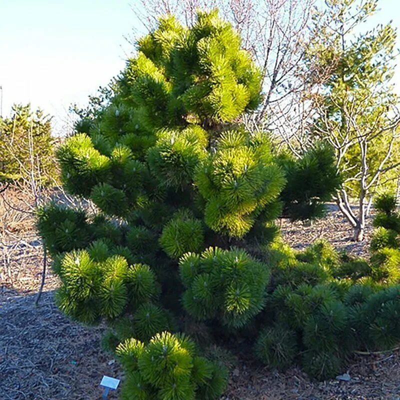 Сосна тунберга thunderhead. Сосна тунберга thunderhead. Сосна тунберга «banshosho». Сосна тунберга. Сосна тунберга тундерхёд.