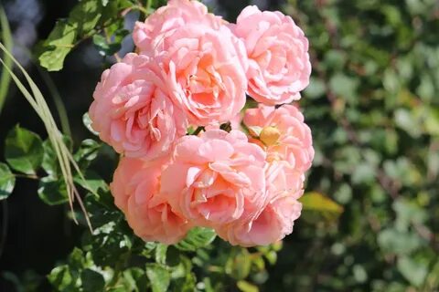 Rose family
