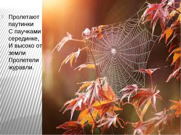 Трутнева утром мы во двор идем. Пролетают паутинки с паучками в серединке. Паутинка на ветру. Паутина в осеннем лесу. Бабье лето.
