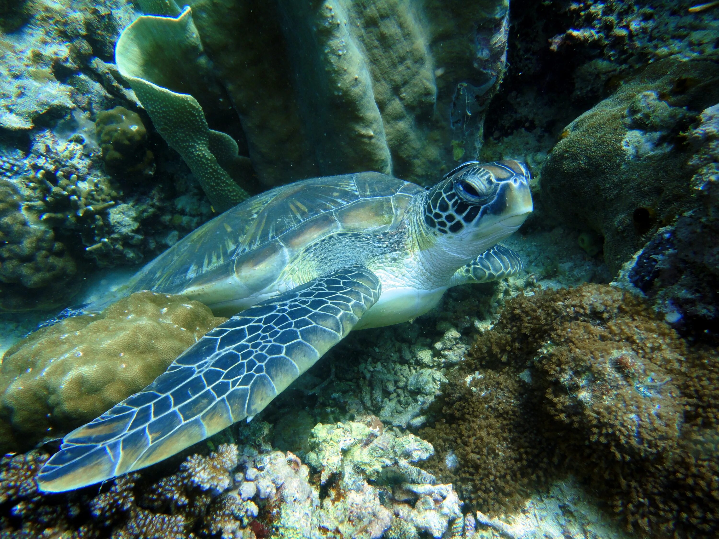 Фауна Палаван. Акулы на Филиппинах Палаван. Водные обитатели. Морская черепаха.