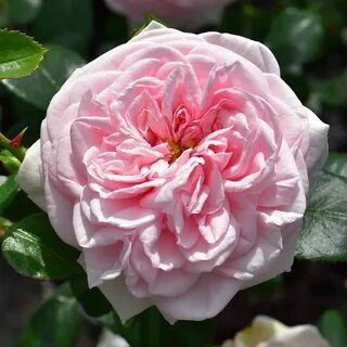 Roses awaken