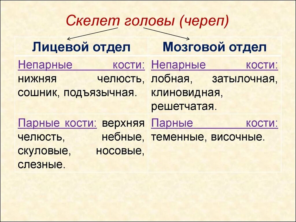 Скелет головы функции. Парные и непарные кости черепа таблица. Парные и непарные кости черепа. Кости мозгового черепа парные и непарные. Парные и непанын кости череп.