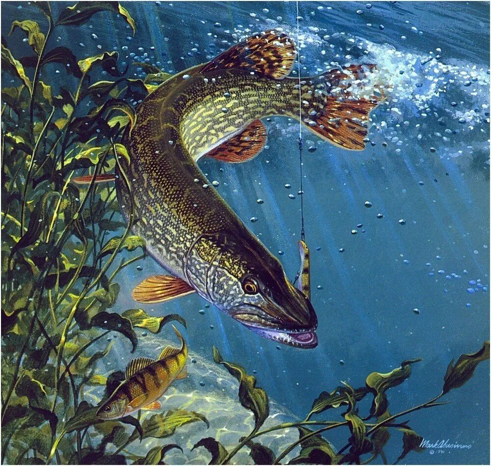 Щука рисунок. Щука живопись. Щука картина. Красивая щука. Рыбак с щукой.