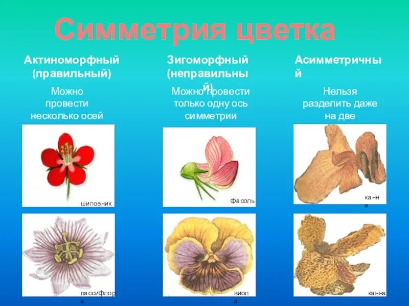 Актиноморфный Foto-Gadanie.ru