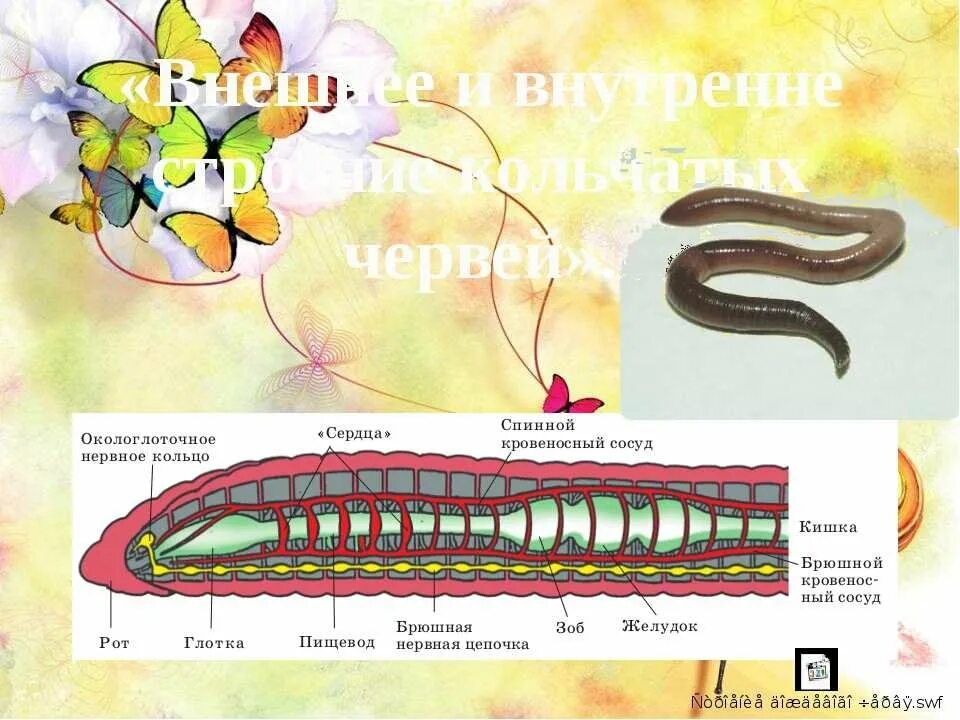 Рисунок строения червя. Кольчатые черви биология 7 строение. Внешний вид кольчатых червей биология 7 класс. Тип кольчатые черви строение 7 класс биология. Тип кольчатые черви червей 7 класс биология.