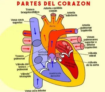 Del corazon