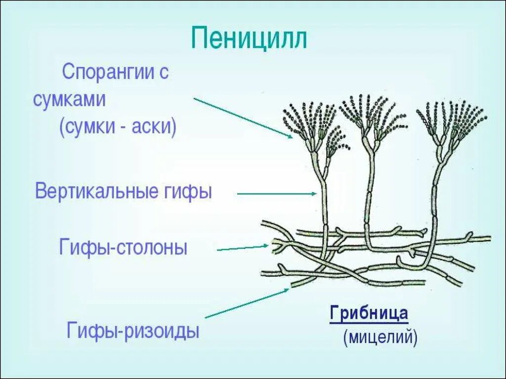 Как размножается гриб пеницилл. Строение плесневого гриба пеницилла. пенициллин строение гриба. гриб пеницилл строение. строение пенициллина плесневого гриба.