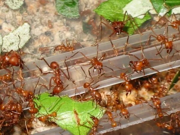 Как разбавить муравьиную