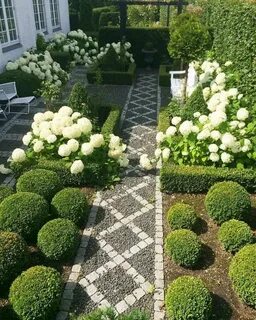 Самшит как ухаживать на даче