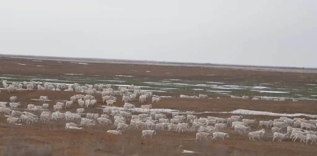 заповедник черные земли. заповедник черные земли климат. кордон пеликан заповедника черные земли. черные земли зимой. черные земли зимой.