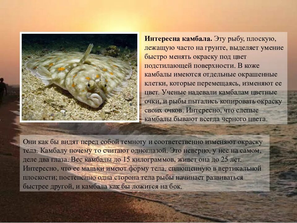 Биологическое значение приспособлений камбалы морской