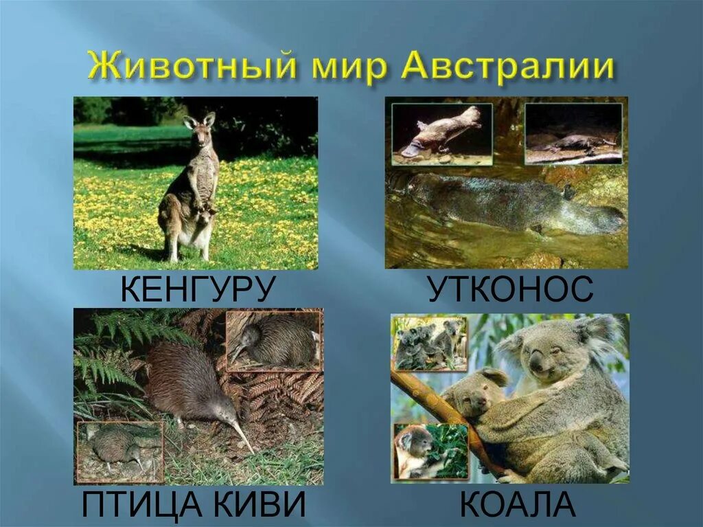 Кенгуру панда. Утконос кенгуру коала материк. Переменно влажные леса животные. Кенгуру эндемик. Утконос кенгуру коала материк.