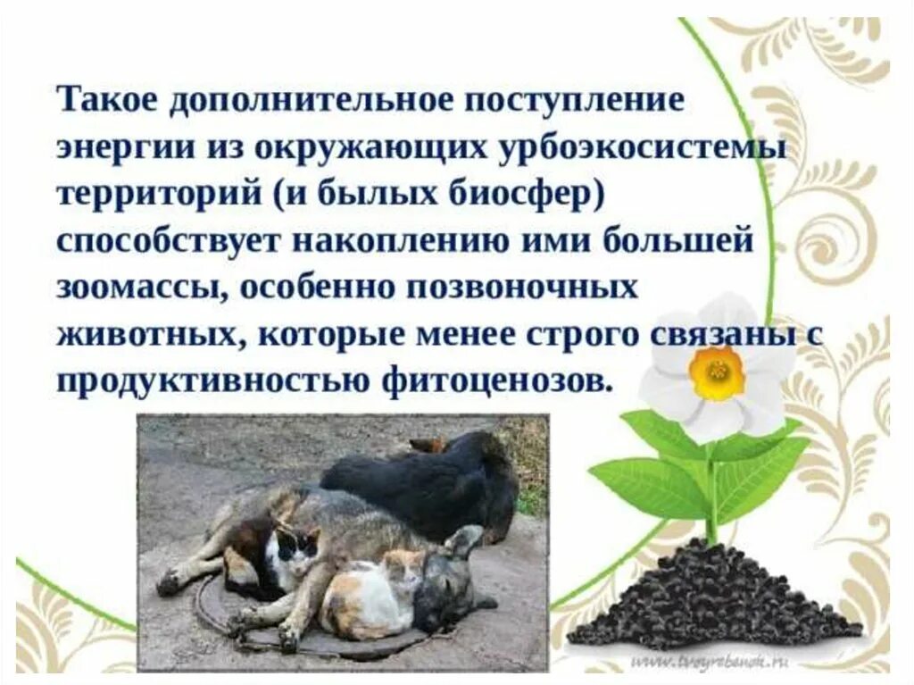 Сохранению биологического разнообразия в биосфере способствует