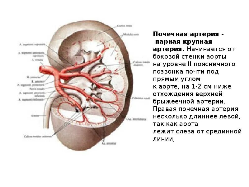 Левую почечную артерию