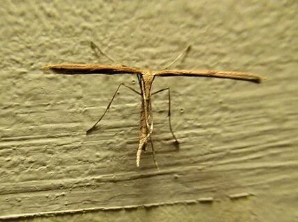 Emmelina monodactyla