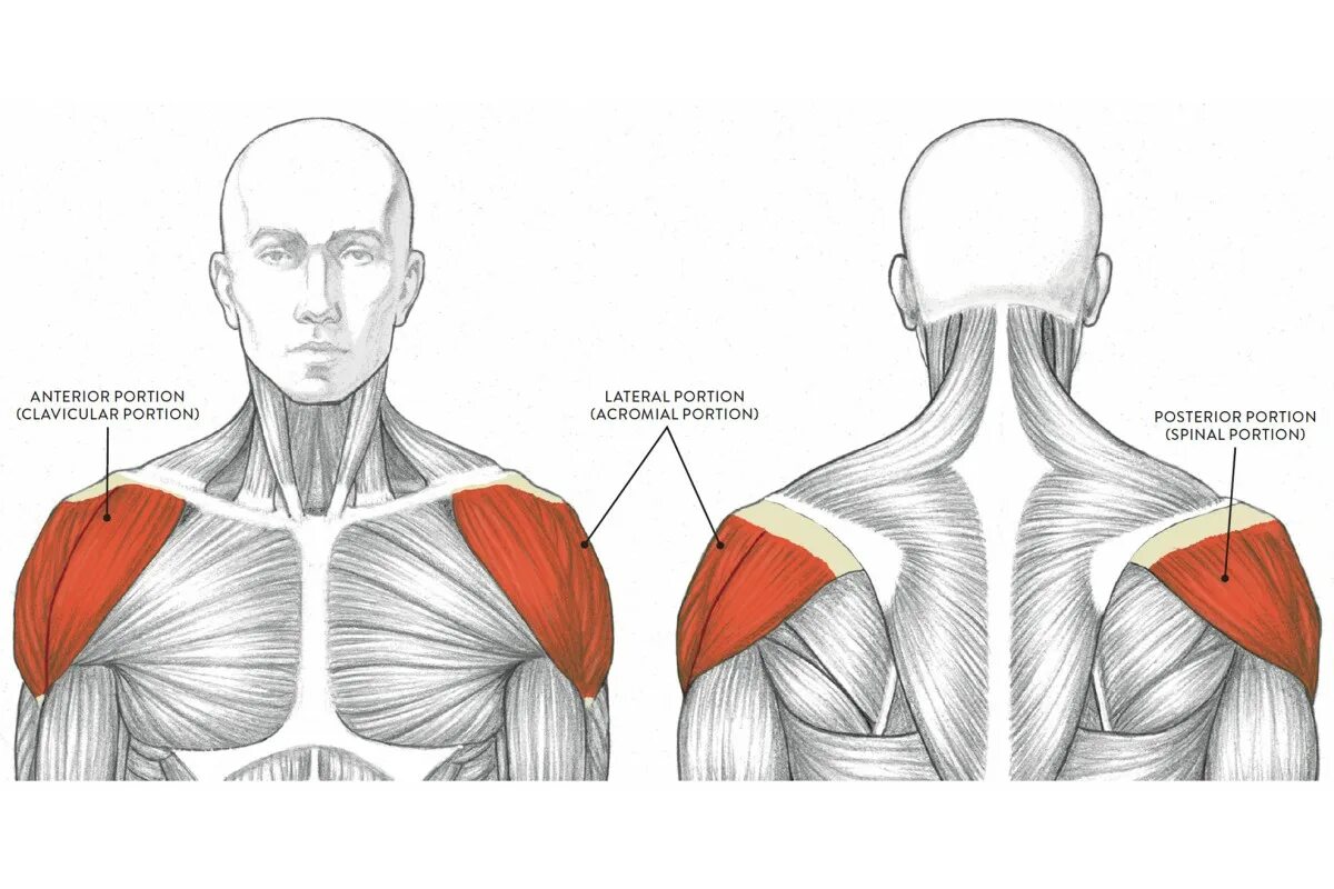 Передние пучки дельтовидных. Строение дельтовидной мышцы плеча. Задняя Дельта плеча анатомия. Задняя Дельта анатомия функции.