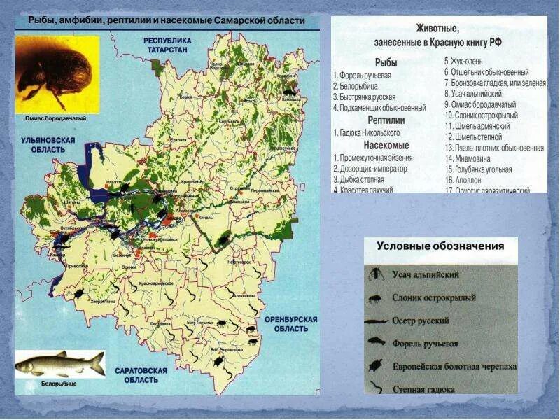 В какой зоне находится самарская область. Животный мир Самарской области карта. Карта зверей Самарской области. Карта растительный мир Самарской области. Территория Самарской области.