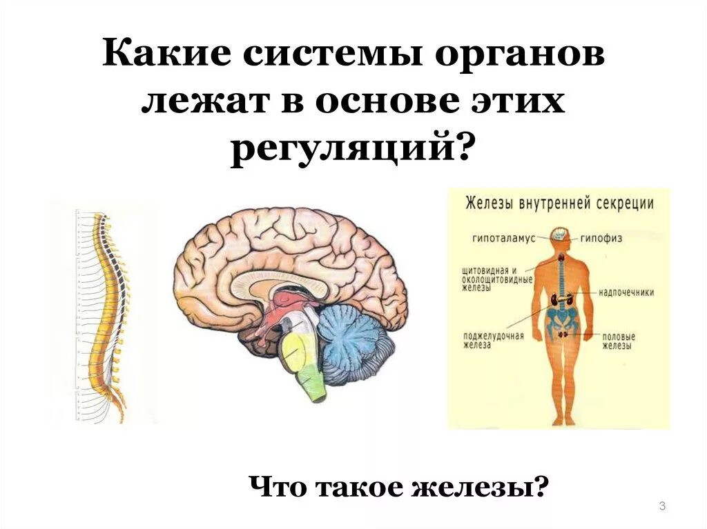 Жила лежит в основе. Системы органов. Какие системы органов лежат в основе этих регуляций. Что лежит в основе регуляции. Какие системы органов относятся к регуляторным системам?.