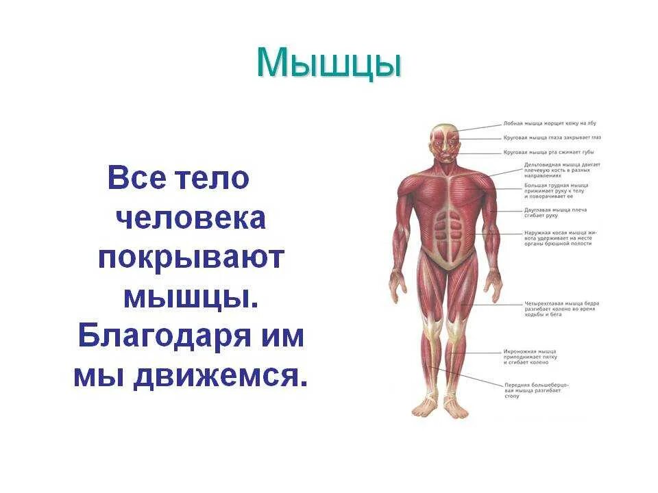 Мышечная система какие органы входят. Органы мышечной системы человека. Мышечная система человека анатомия. Мышечная система (мускулатура) – система органов человека. Мышечная система человека мышцы их строение и функции.