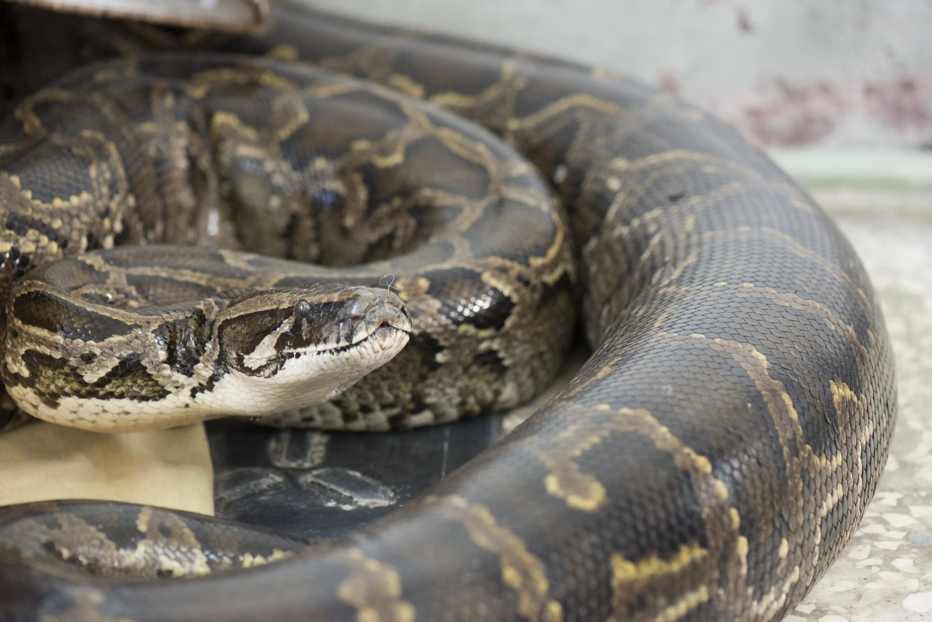 Large python. Python bivittatus. тигровый питон. светлый тигровый питон. тигровый питон черный.