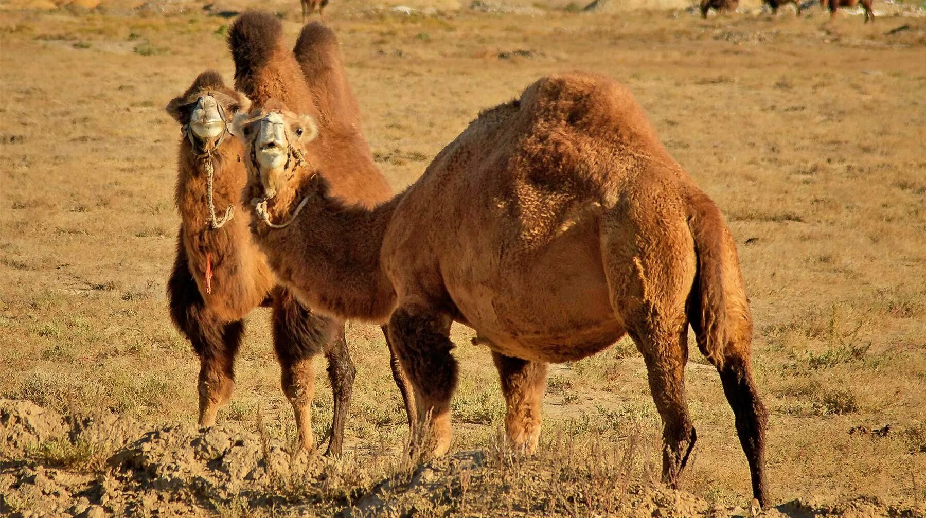 Верблюды в египте. Беременный верблюд. Одногорбый верблюд в австралии. Верблюд в дикой природе. Верблюд арт.