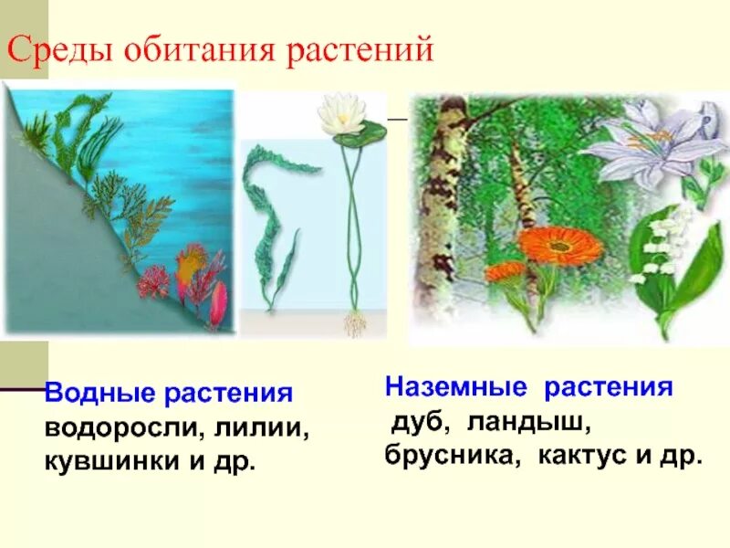 Среда обитания растений. Наземно водные растения. Растения водной среды обитания. Особенности среды обитания растений.