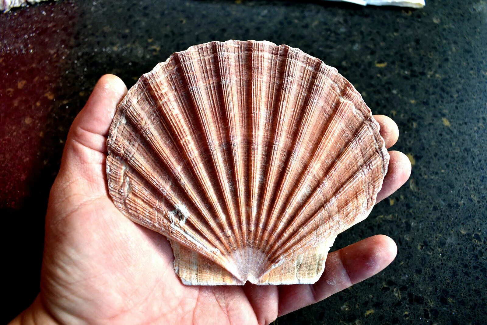 Длинная ракушка. Морской гребешок Шелл. Scallop Shell раковина. Морской гребешок Ракушка. Морской гребешок Калибр.