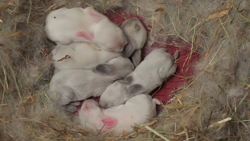 Женщина родила кроликов. Новорожденные крольчата. Кролики только родившиеся.