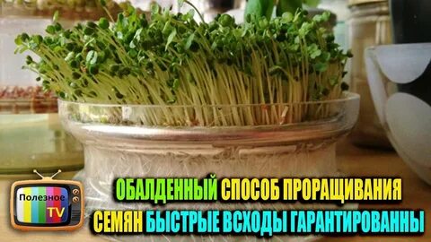 Как прорастить семена чиа