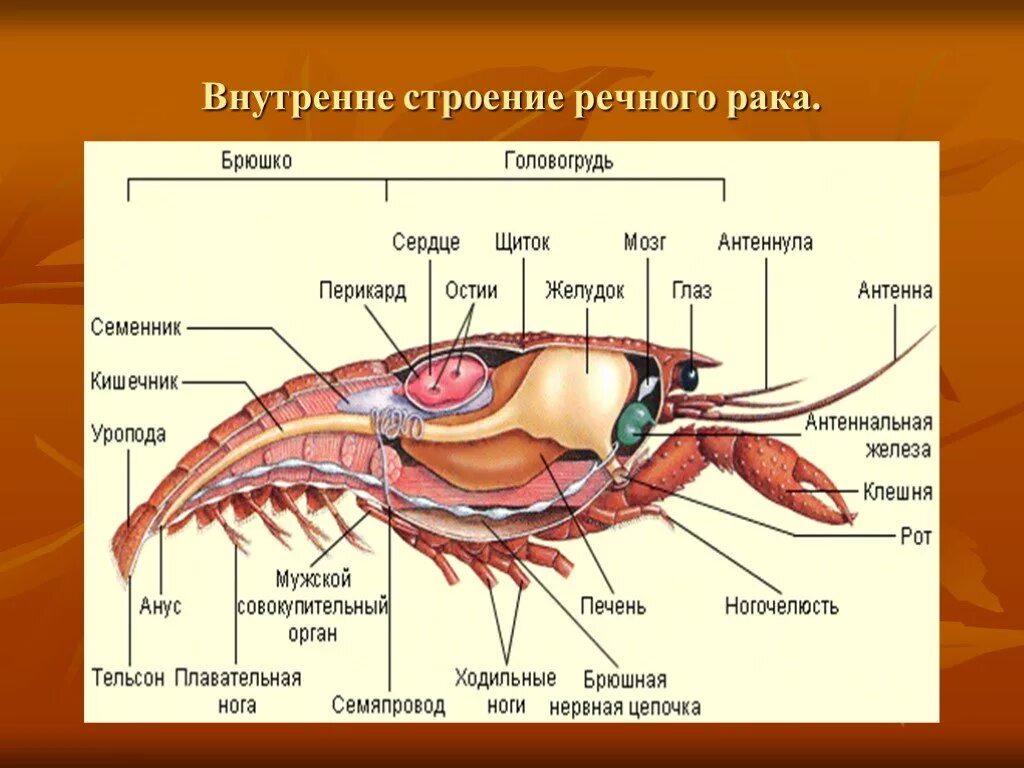 Речной рак головогрудь брюшко. Внутреннее строение ракообразных. Внешнее строение ракообразных. Кровеносная система ракообразных. Мускулатура ракообразных.