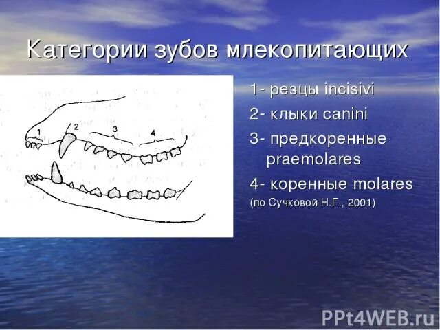 Сколько зубов у млекопитающих. Строение зубов млекопитающих. Зубная система млекопитающих. Зубы млекопитающих типы. Зубные формы млекопитающих.