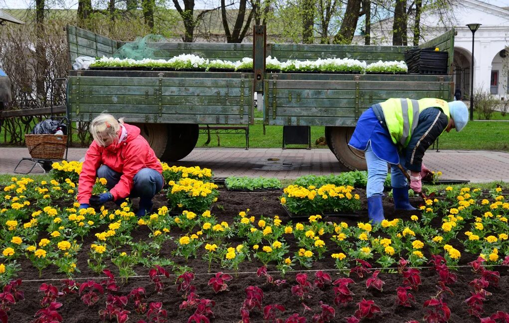 Фото посадки цветов. Высадка цветов в городе. Посадка цветников. Высадка цветов на клумбы. Цветы высаживают на клумбах города.