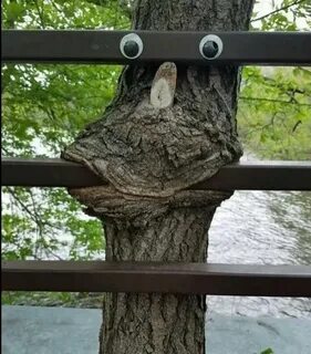 Смешная дуба дуба
